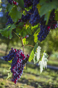 葡萄串的葡萄园生产葡萄酒
