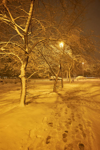 冬天的森林雪。 白雪覆盖了松树，雪中有美丽的冬景自然