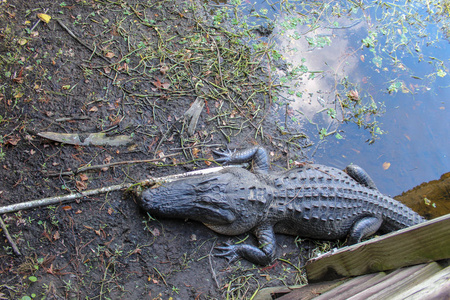 佛罗里达绿凯湿地沼泽岸边的大型鳄鱼