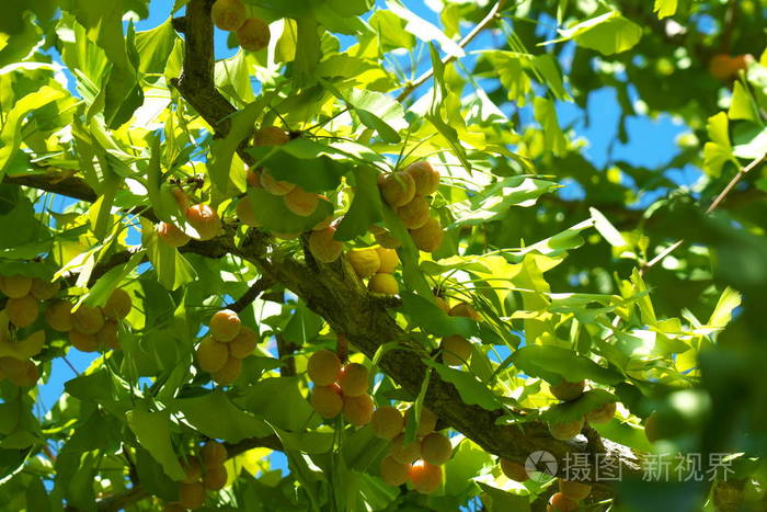 日本东京18年10月7日 秋日银杏树成熟照片 正版商用图片13f2d9 摄图新视界