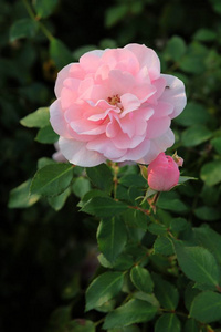 玫瑰灌木的漂亮的粉红色花