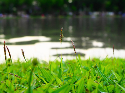 用湖把绿草地合上。 绿色的草地背景。