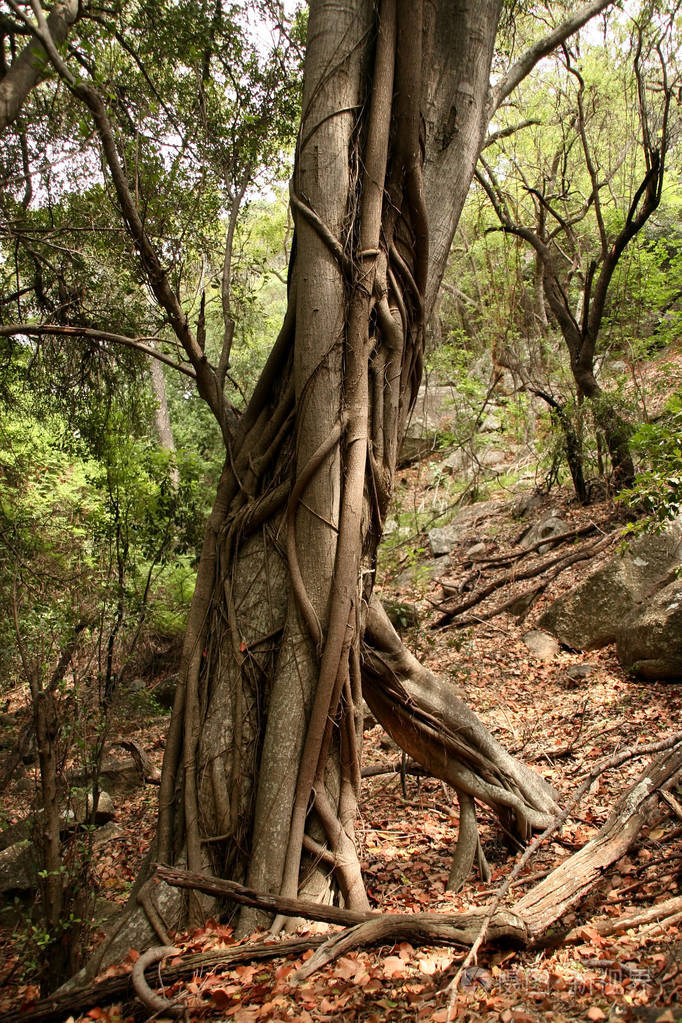 津巴布韦树干上的藤本