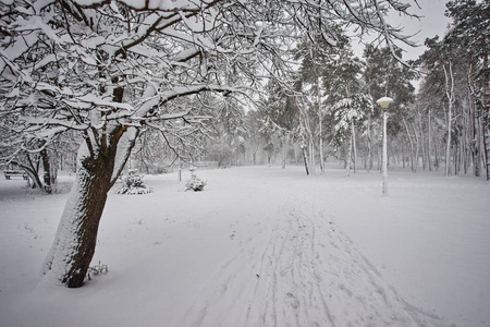 冬季城市景观。冬天的公园覆盖着雪。城市公园里一棵白雪覆盖的树下的长凳。