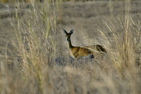 Steenbok，Raphiceruscampestris，Gorongosa国家公园，莫桑比克