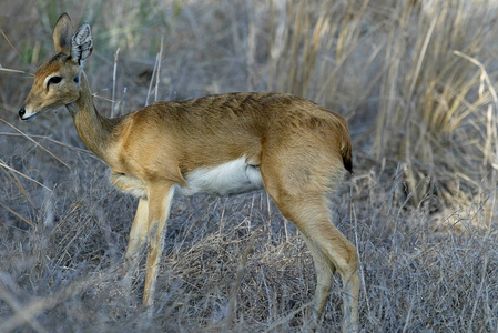 Steenbok，Raphiceruscampestris，Gorongosa国家公园，莫桑比克