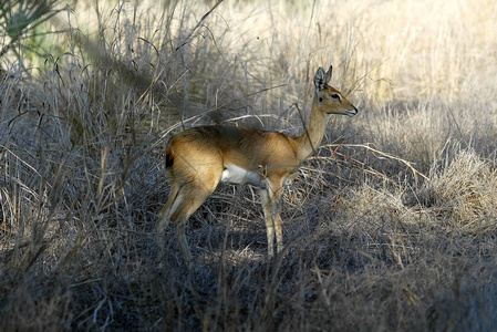Steenbok，Raphiceruscampestris，Gorongosa国家公园，莫桑比克