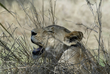 莫桑比克Gorongosa国家公园母狮肖像