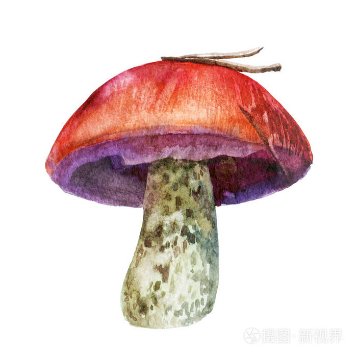 水彩插图，蘑菇的图像。牛肝菌