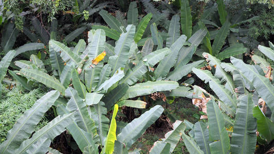 香蕉在雨林中自然生长。