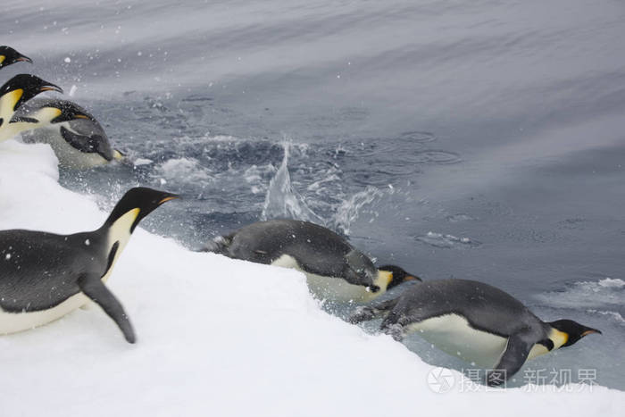 南极洲帝企鹅在阴天潜入水中