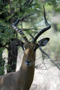 Impala，AepycerosMelampus，住在莫桑比克Gorongosa国家公园的lager牧群里