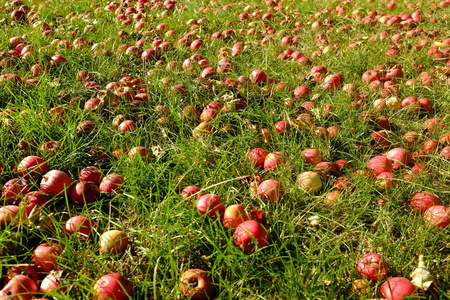 掉在草地上的新鲜红苹果照片