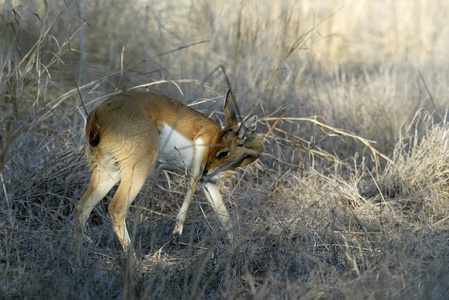 Steenbok，Raphiceruscampestris，Gorongosa国家公园，莫桑比克