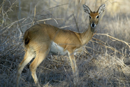 Steenbok，Raphiceruscampestris，Gorongosa国家公园，莫桑比克