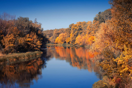秋天的森林沿着河岸在晴天。