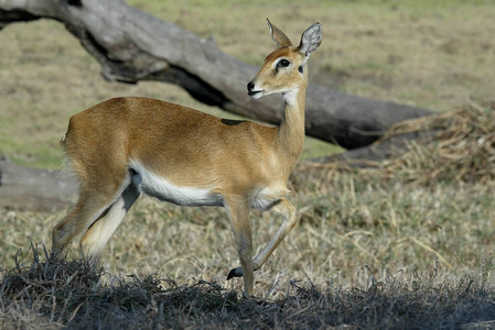 Steenbok，Raphiceruscampestris，Gorongosa国家公园，莫桑比克