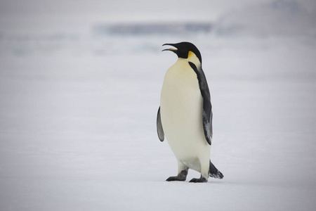 南极洲帝王企鹅群在阳光明媚的日子里特写