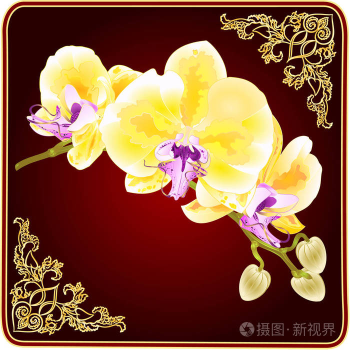 金兰枝花蝴蝶兰 蝴蝶兰 热带植物茎 芽 复古矢量插图 设计手绘插画 正版商用图片13fah7 摄图新视界