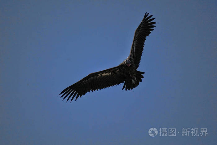 飞白背秃鹫陀螺非洲大猩猩国家公园莫桑比克