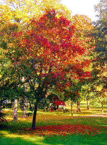 秋季城市公园秋枫叶树