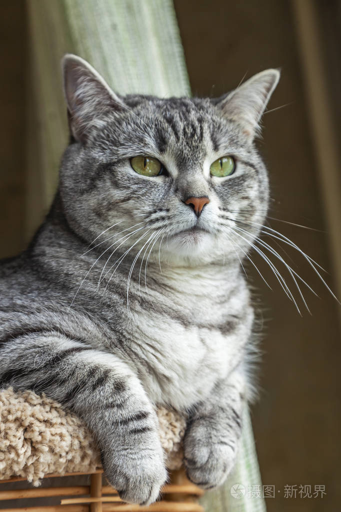 美丽的灰猫环顾四周