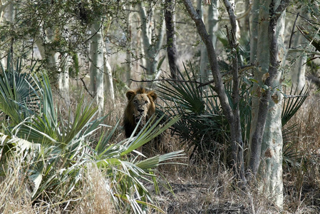 一位男性Liongorongosa国家公园莫桑比克的肖像。