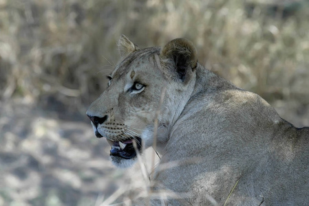 戈隆戈萨母狮国家公园莫桑比克的肖像