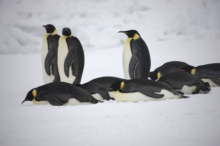 南极洲一群帝王企鹅在阳光明媚的日子里关门大吉