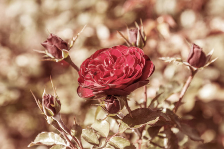 红玫瑰是爱的象征。 红玫瑰为情人天然玫瑰花园自然背景为贺卡庆祝邀请日历海报