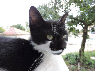 黑白花猫咪素材图片 黑白花猫咪图片素材下载 摄图新视界