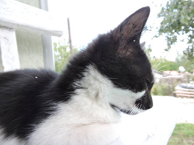 黑白花猫咪素材图片 黑白花猫咪图片素材下载 摄图新视界