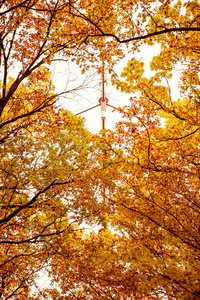 美丽的橙色秋林与树叶的照片