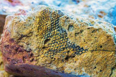 在Sponichi河漫滩上发现的一种古老海洋的化石。 俄罗斯西西伯利亚地区