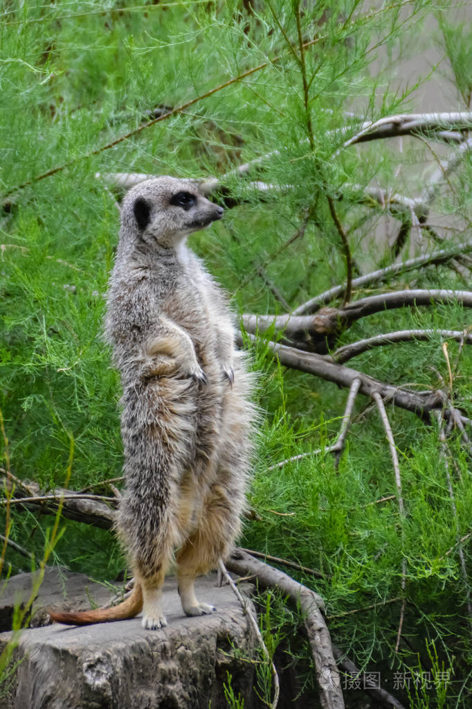 苏里卡塔非洲本土动物小型食肉动物的肖像属于猫鼬家族的近亲联合王国