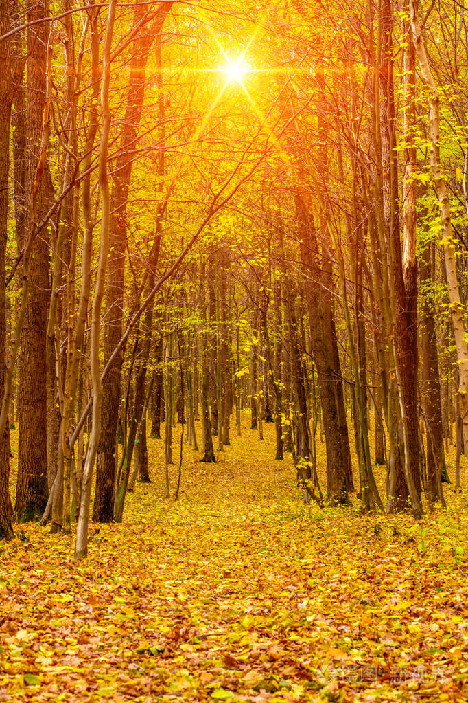 美丽的橙色秋林与树叶和道路的照片