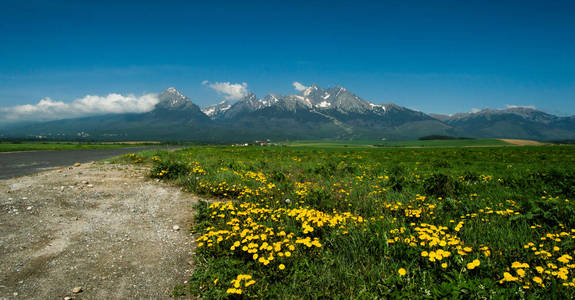 绿色的山谷，盛开的花朵和山脉的背景