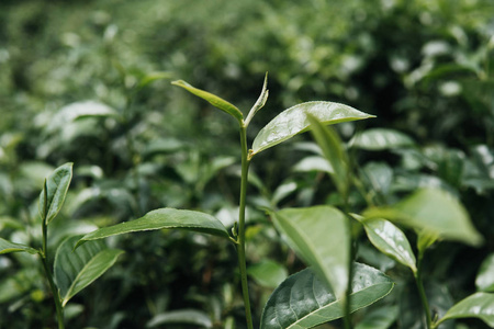 关闭茶园农田的茶叶峰值。在早上拍摄。绿色背景