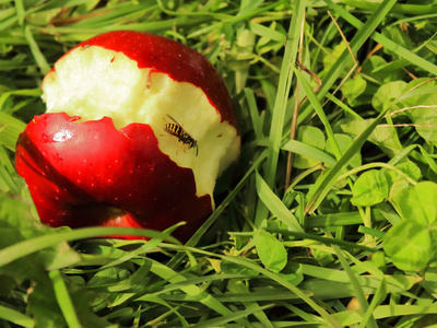 蜜蜂吃水果图片