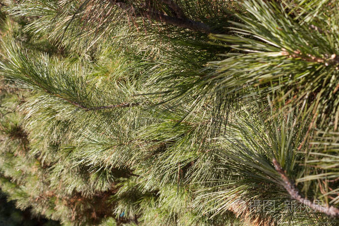 纹理云杉针有针的树的树枝