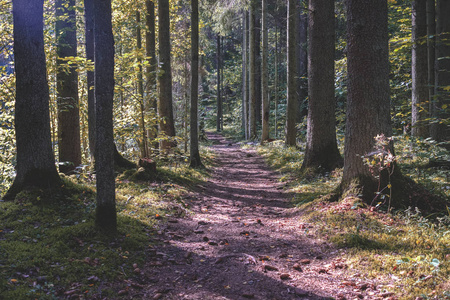 在绿绿的夏日森林中的森林徒步旅行小径，阳光明媚