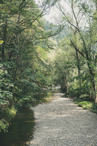 在绿绿的夏日森林中的森林徒步旅行小径，阳光明媚