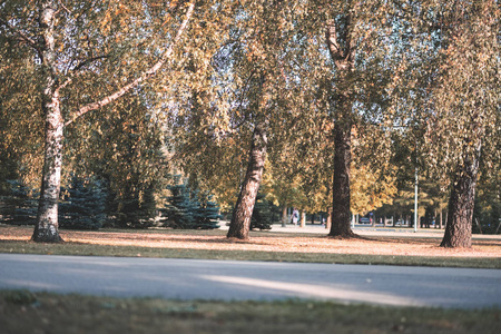 秋天公园有黄绿叶的桦树