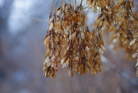 秋天枫树的种子. 蓝色背景.照片