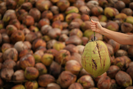 手捧椰果近距离观看图片