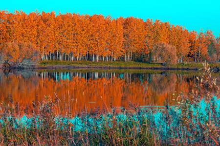 秋天落叶林，明亮的橙色色调，柔和的水蓝色天空反射在水面上