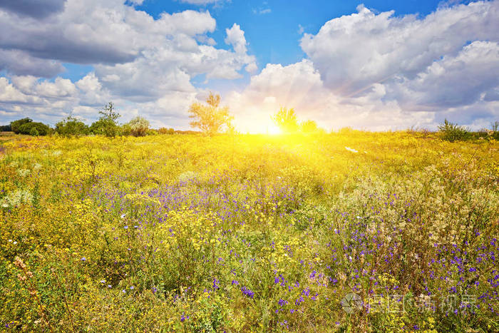山谷日出时的大花田绿色草甸上美丽的花朵被阳光照亮
