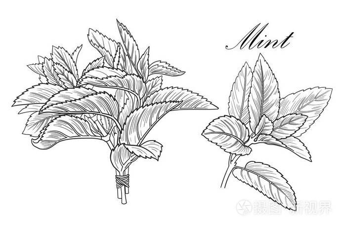 黑白矢量薄荷插图没有背景插画-正版商用图片13fsie-摄图新视界