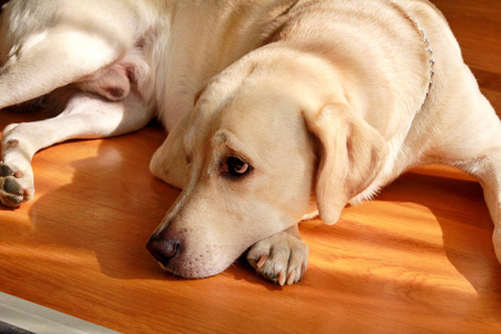 黄色拉布拉多狗的肖像，躺在木制地板上休息和摆姿势拍照，享受温暖的阳光。 拉布拉多猎犬是有婴儿的家庭的可爱宠物。 可爱的狗，漂亮的