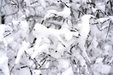 冬天森林里覆盖着雪的树枝。